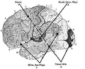 Brain networks involved in various forms of the arts