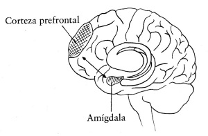 Via corteza prefrontal amígdala