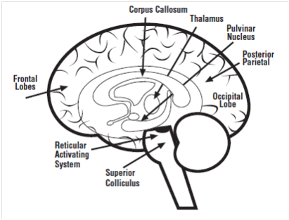         Figura 1.Diferentes áreas del cerebro implicadas en captar y centrar la
